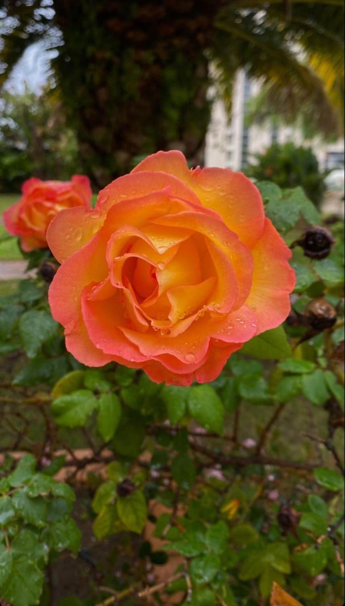 San Michele Apartments&Rooms กาตันซาโร ภายนอก รูปภาพ